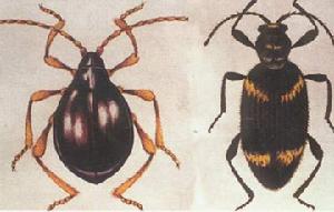 日本蛛甲