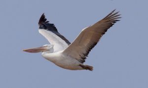 Dalmatian pelican