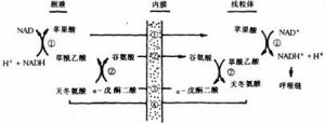 蘋果酸