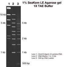 LONZA公司 SeaKem LE瓊脂糖