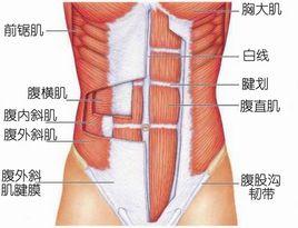 腱劃