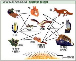 食品過敏症