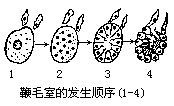 鞭毛室