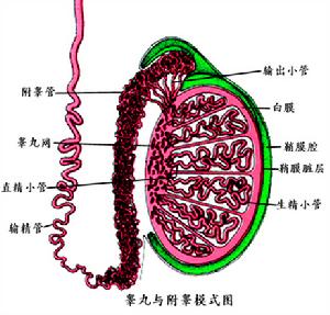 急性附睪炎