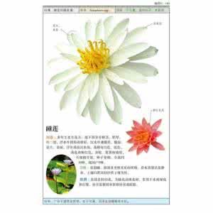 《AD珍藏圖鑑：香花圖鑑》