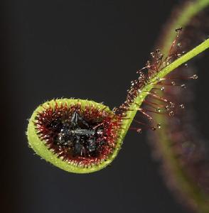 好望角茅膏菜