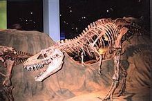 加拿大皇家蒂勒爾博物館恐龍化石標本