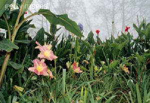 黃翅鸚哥