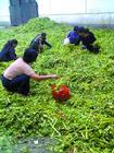 居民在冷庫外撿拾剩菜