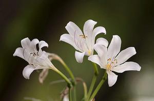 曼陀羅花