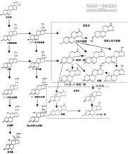 類固醇激素