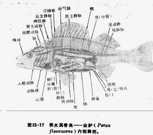 輻鰭亞綱