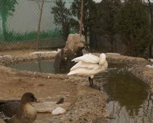 勝利天鵝湖動物園