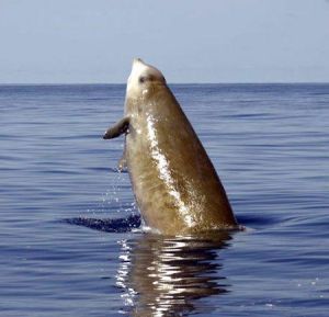 一隻柯氏喙鯨在義大利海岸附近完成優美的鯨躍。