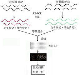 基因晶片