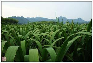 冷水茭白基地