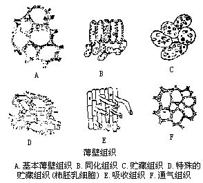 傳遞細胞