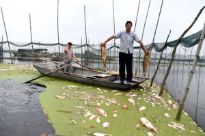 醬油湖