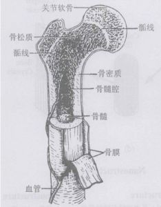 骨骺示意圖