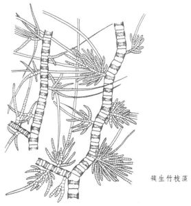 水污染指示生物