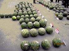 靜海縣推廣的新品種台頭西瓜