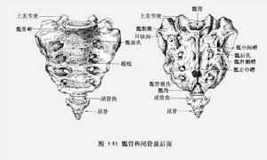 脊柱裂和有關畸形