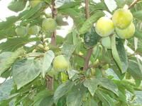 穀米洛自然村水果種植業