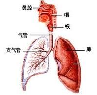 運動誘發性哮喘