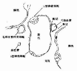 非特異性間質肺炎