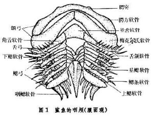 次生頜