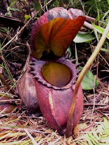 馬來王豬籠草Nepenthes rajah，又名王侯豬籠草