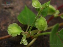 首烏藤植物形態-何首烏