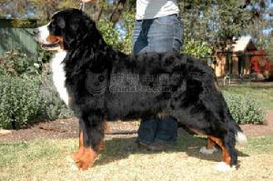 Bernese Mountain Dog