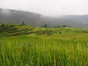 種植業