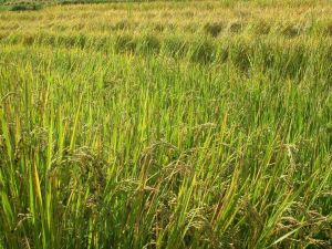 上河川村主要糧食作物——水稻