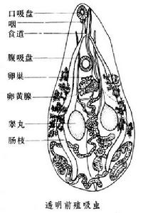 前殖吸蟲屬