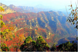 河北森林