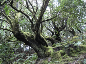 加拉霍奈國家公園