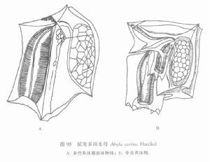 擬突多面水母