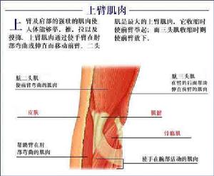 肌無力綜合徵