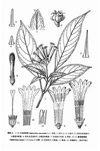 大花蛇根草 圖來源：中國植物志原版墨線圖