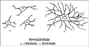 星狀膠質細胞