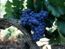 帕圖斯莊園葡萄品種