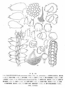 毛邊光萼苔（原變種）