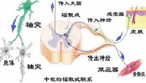 中樞興奮