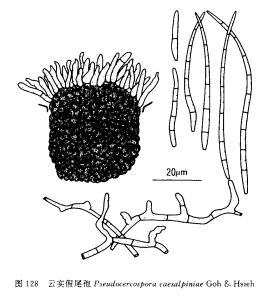 雲實假尾孢