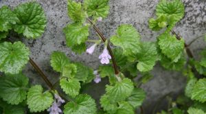 連錢黃芩