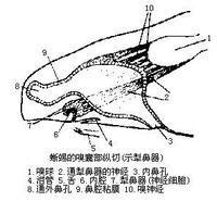 犁鼻器