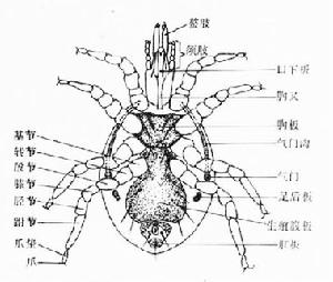 第二胸板