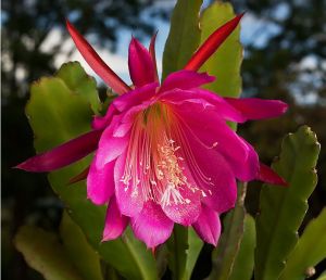 栽培種曇花Epiphyllum 'Wendy'